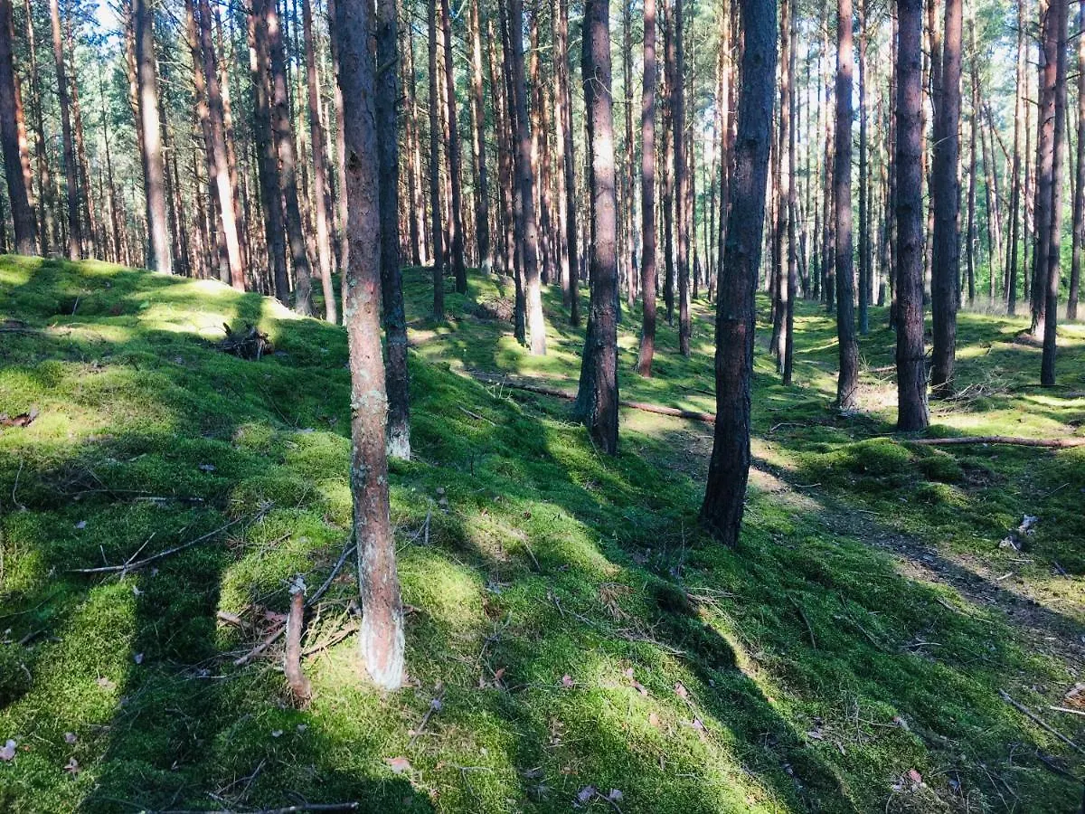 Campsite Camp Bursztynowy Las Gdansk